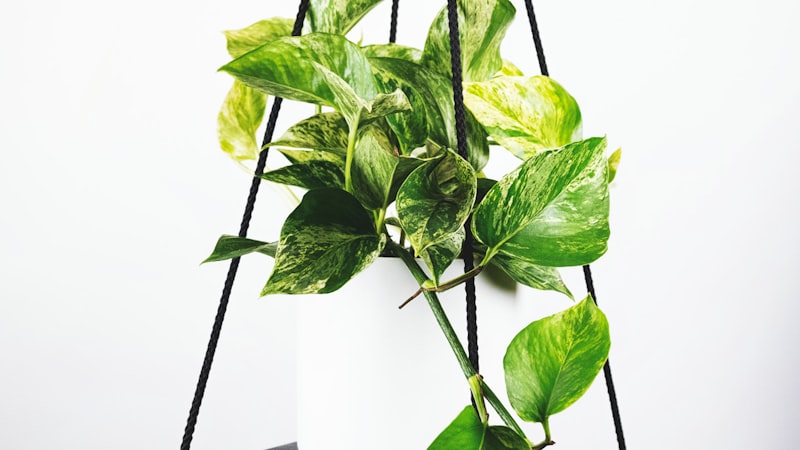 英超联赛曼城对阵利物浦的球场俯瞰图